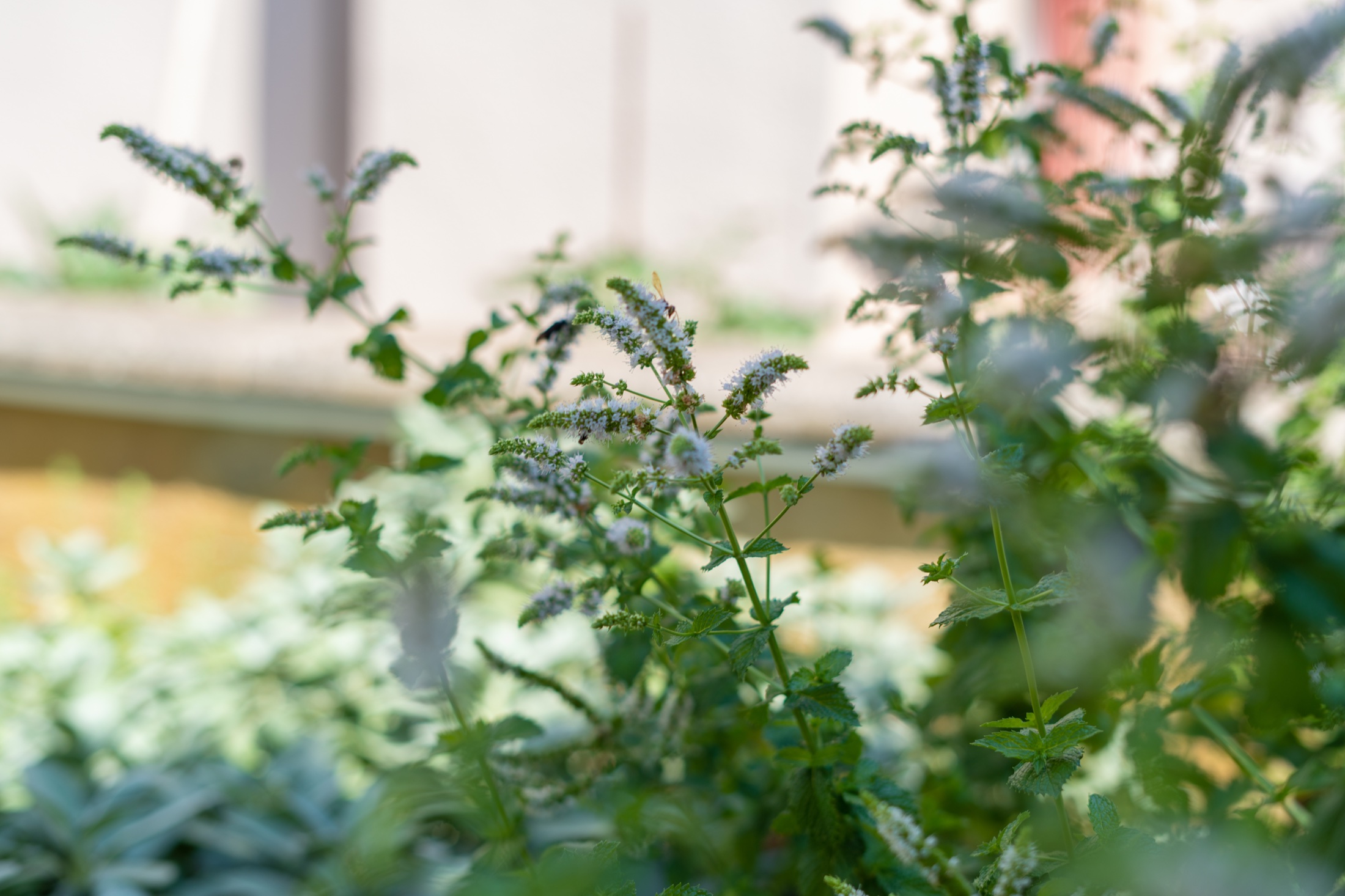Flowering mint in the Mediterranean garden