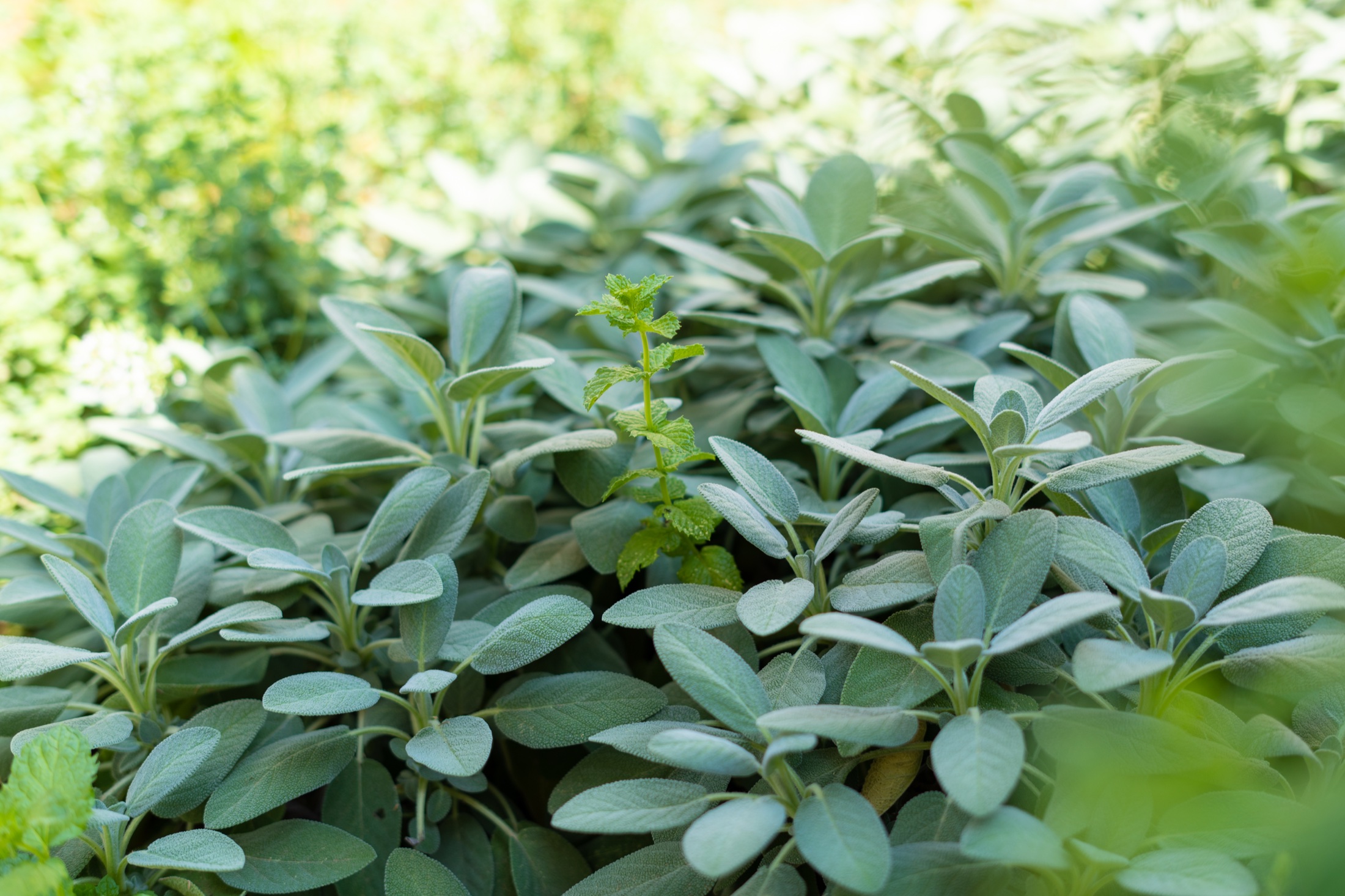Sage and mint growing in Villa Lostura’s garden